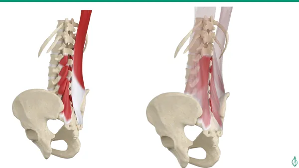 Oblique anatomical views of the lumbar spine, pelvis and multifidus muscles