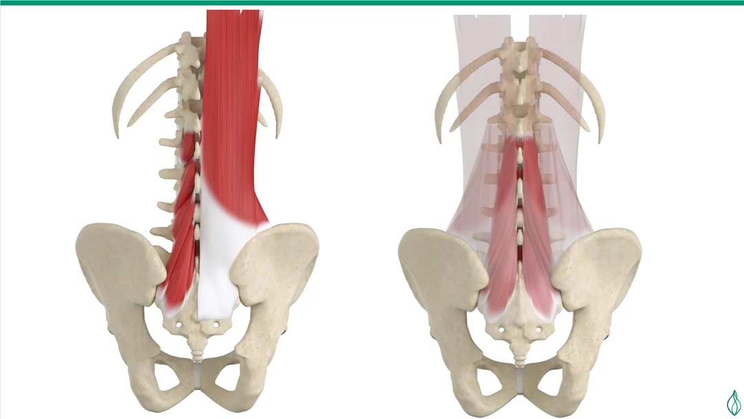 Posterior anatomical views showing the deep lumbar multifidus muscles alongside the spine